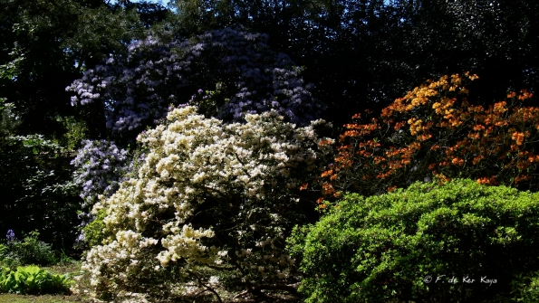 Bois des Moutiers (176) Mai 2012